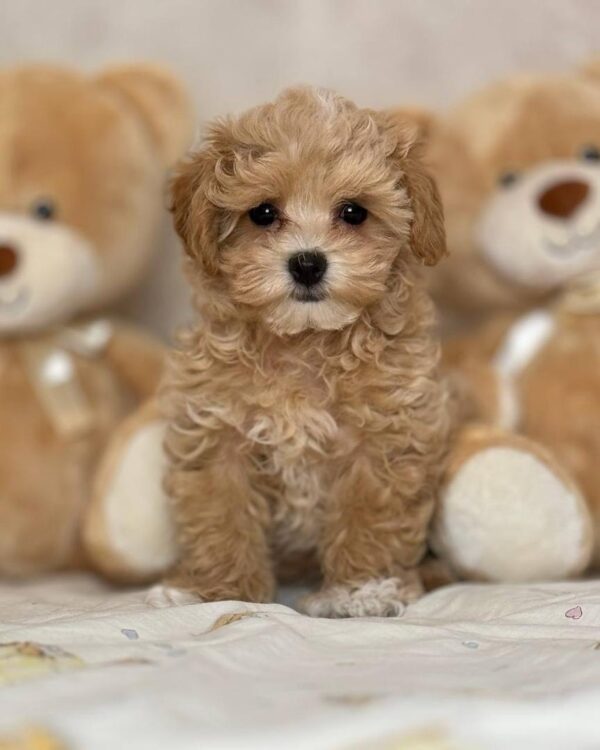Puppy Name : Teddy