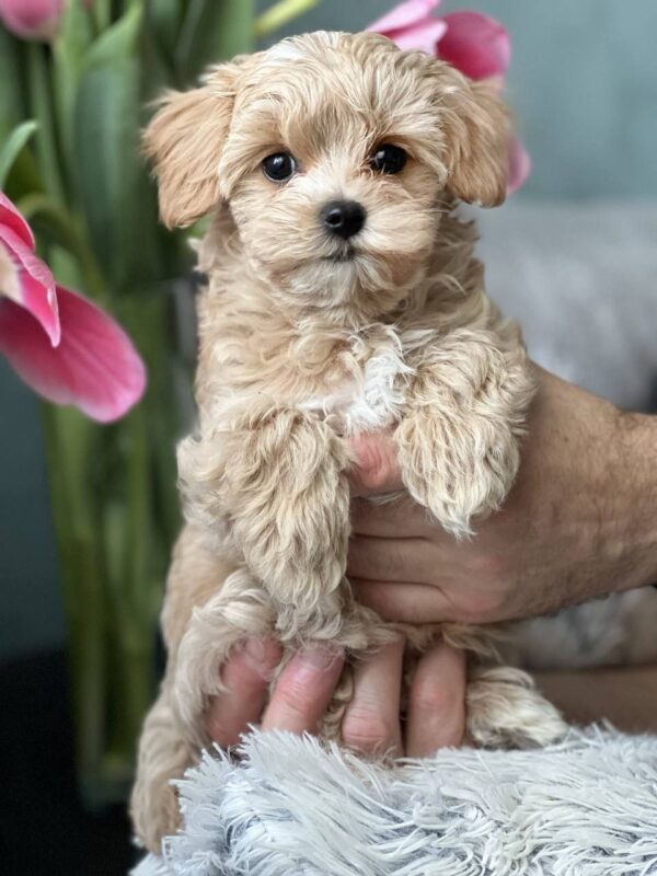 Puppy Name : Lura