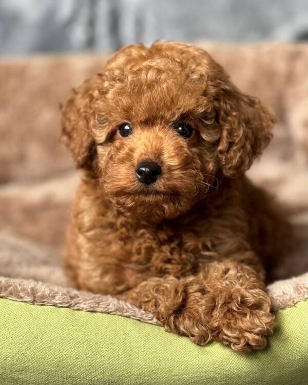 Puppy Name : Jack