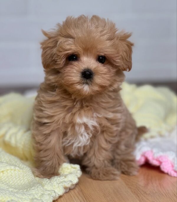 Puppy Name : Lexi