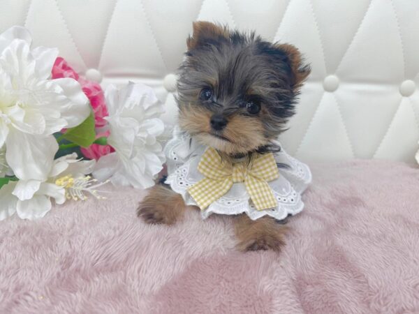 Puppy Name : Zoe