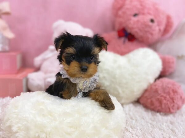 Puppy Name : Titan