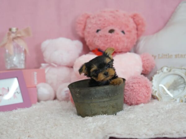 Puppy Name : Jack