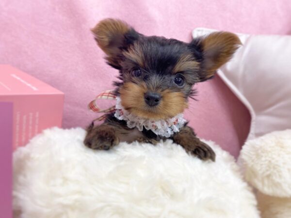 Puppy Name : Lexi