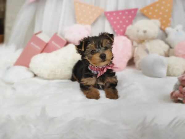 Puppy Name : Leo