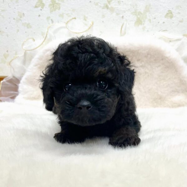 Puppy Name : DANICA