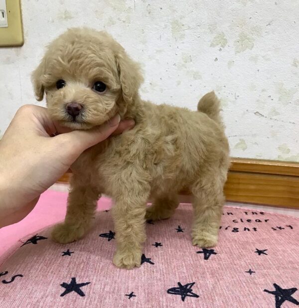 Puppy Name : AVERY