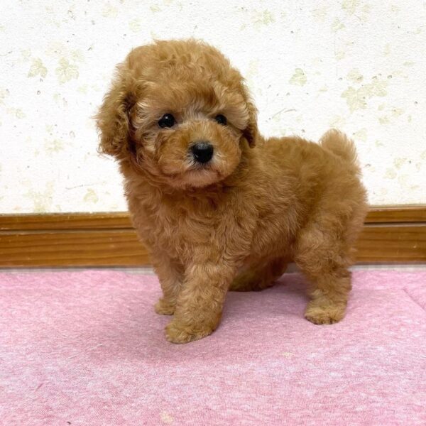 Puppy Name : PARKER