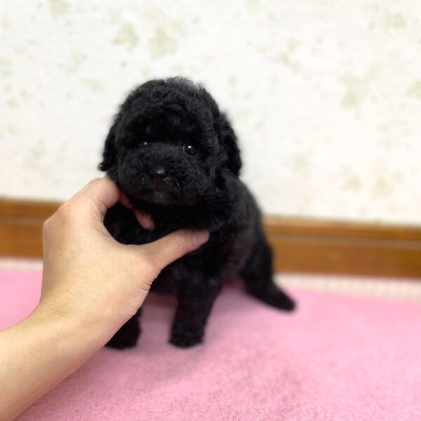 Puppy Name : MOON