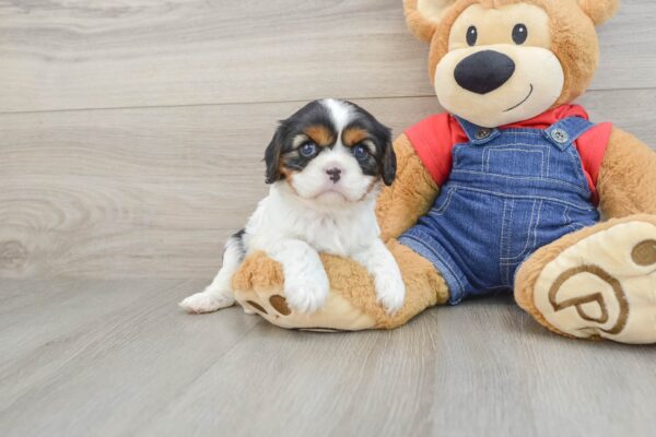 Puppy Name : Gretel