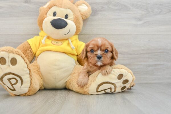 Puppy Name : EMMITT