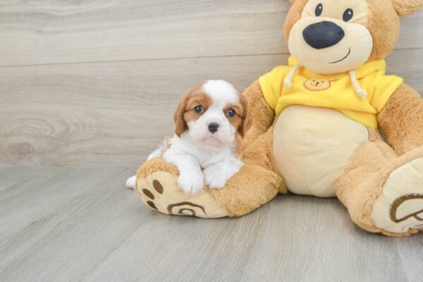 Puppy Name : EODIE