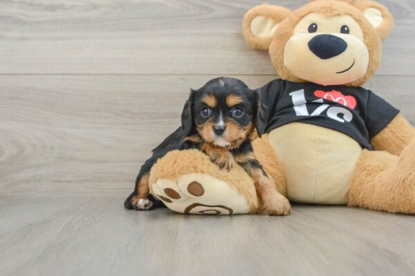 Puppy Name : DONNA