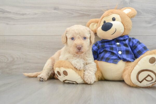 Puppy Name : EAMILLE