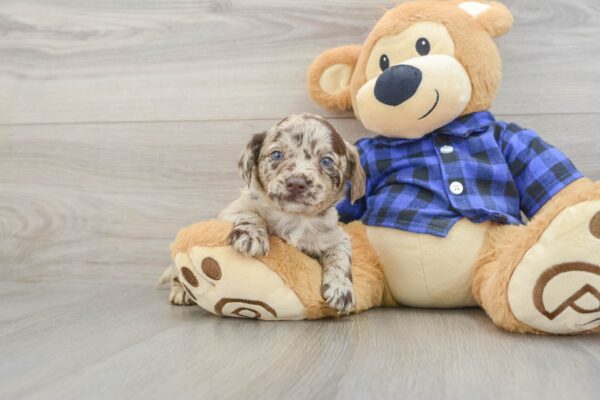 Puppy Name : STAPLETON