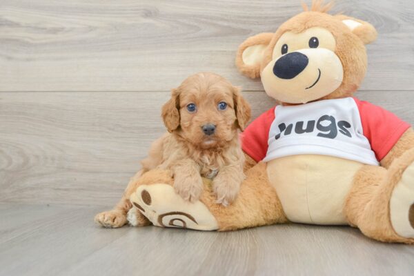 Puppy Name : Jameson