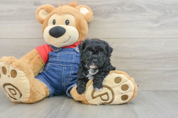 Puppy Name : Opsey