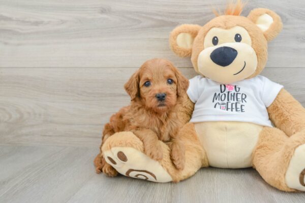 Puppy Name : Bentley
