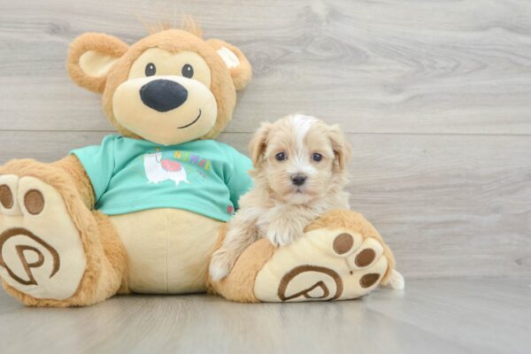 Puppy Name : NATE
