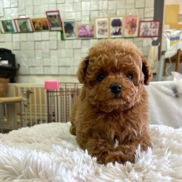 Puppy Name : Tony