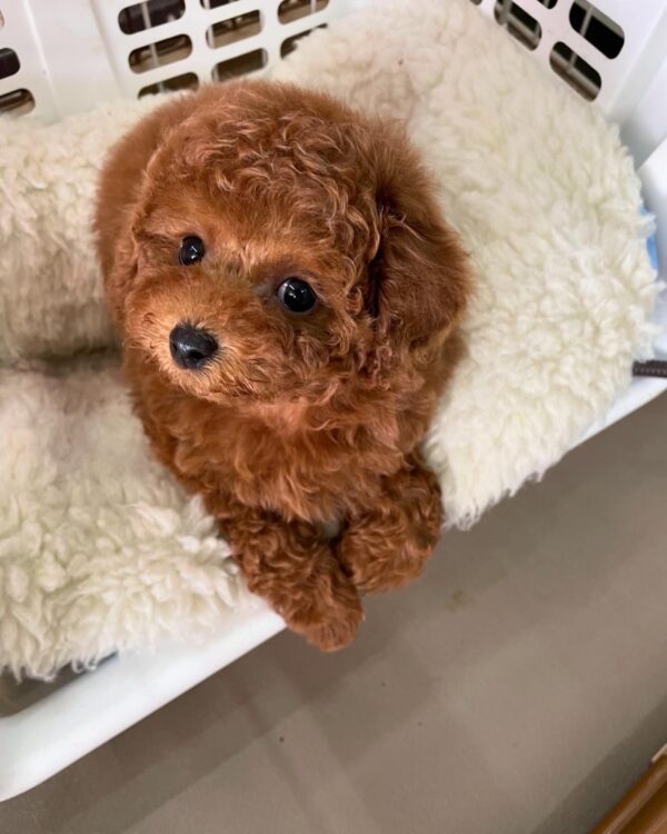 Puppy Name : Zoe