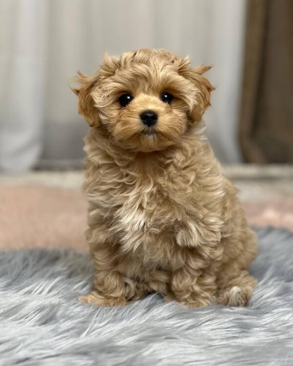Puppy Name : Titan