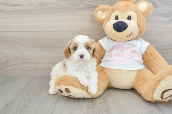 Puppy Name : Happy