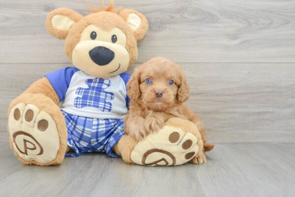 Puppy Name : Nellie