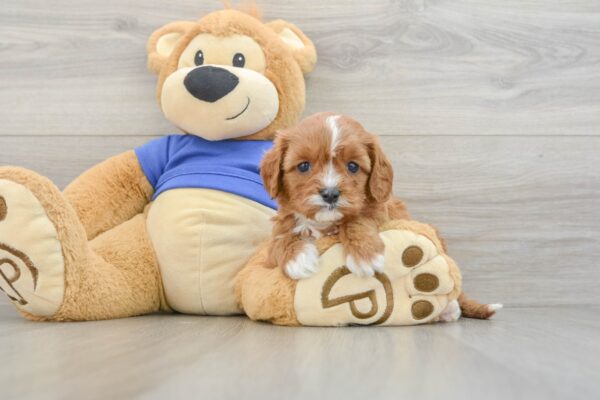 Puppy Name : Daisy