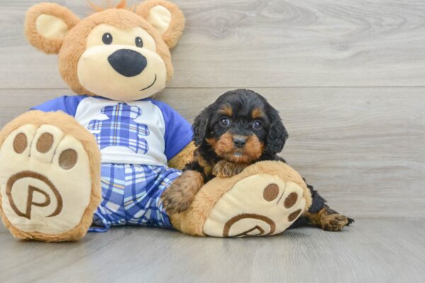 Puppy Name : Nirvana