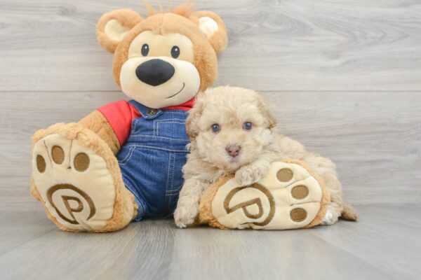 Puppy Name : CABO