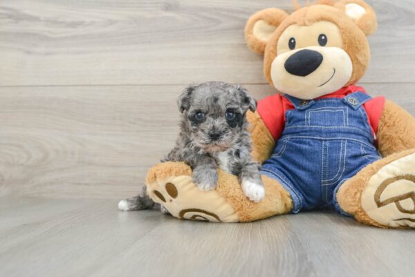 Puppy Name : OBi