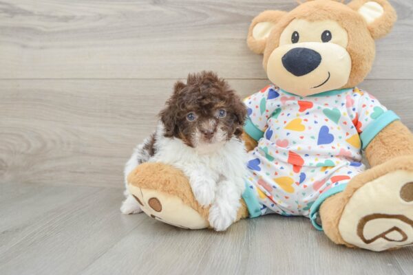 Puppy Name : Viera
