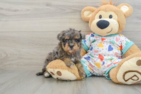 Puppy Name : face
