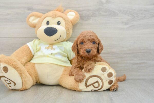 Puppy Name : Perry