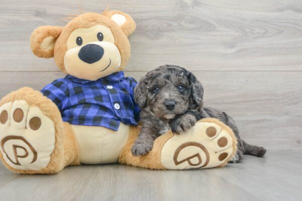 Puppy Name : Keebler