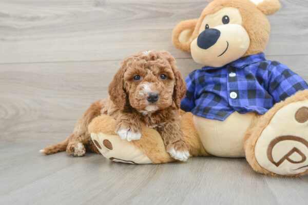 Puppy Name : Lush