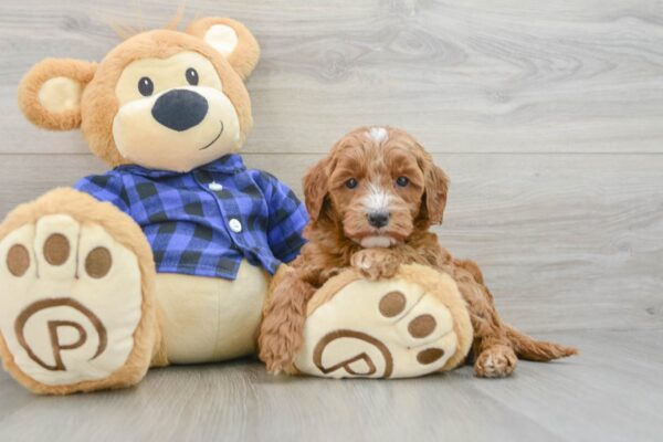 Puppy Name : Luv