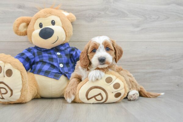 Puppy Name : Haley