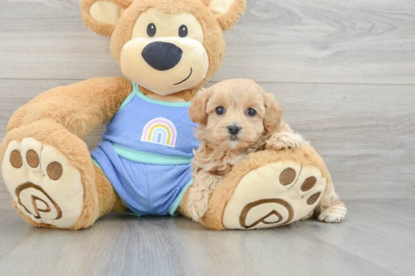 Puppy Name : Tadaa