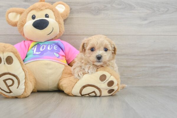 Puppy Name : URSULA