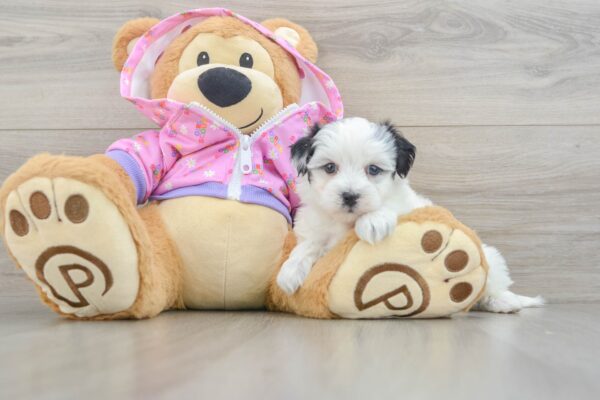 Puppy Name : Merrick