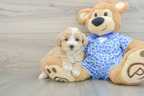 Puppy Name : Raquel