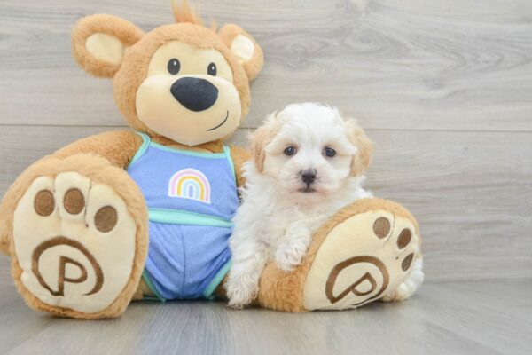 Puppy Name : Ellen