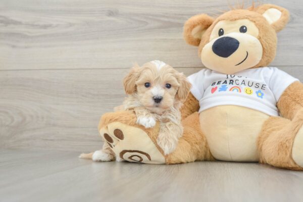 Puppy Name : Caesar
