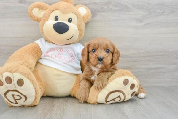 Puppy Name : RUBY
